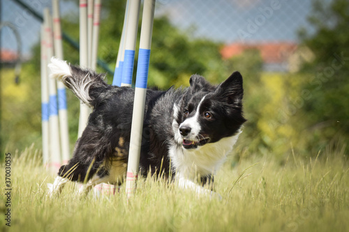 black and white border collie in agility slalom on privat training. Amazing day with czech agility team.