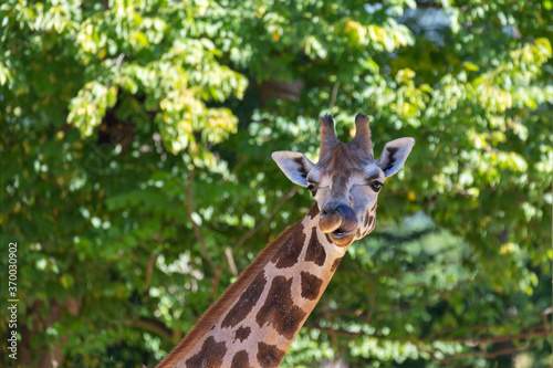 Giraffa - looking straight and licking her long pink tongue over her nose. Beautiful green bokeh in the background.
