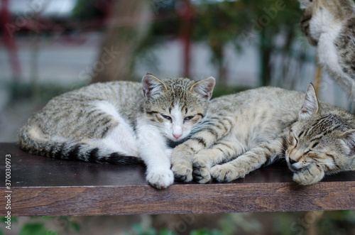 Little gray kittens. Street cats look at the camera.