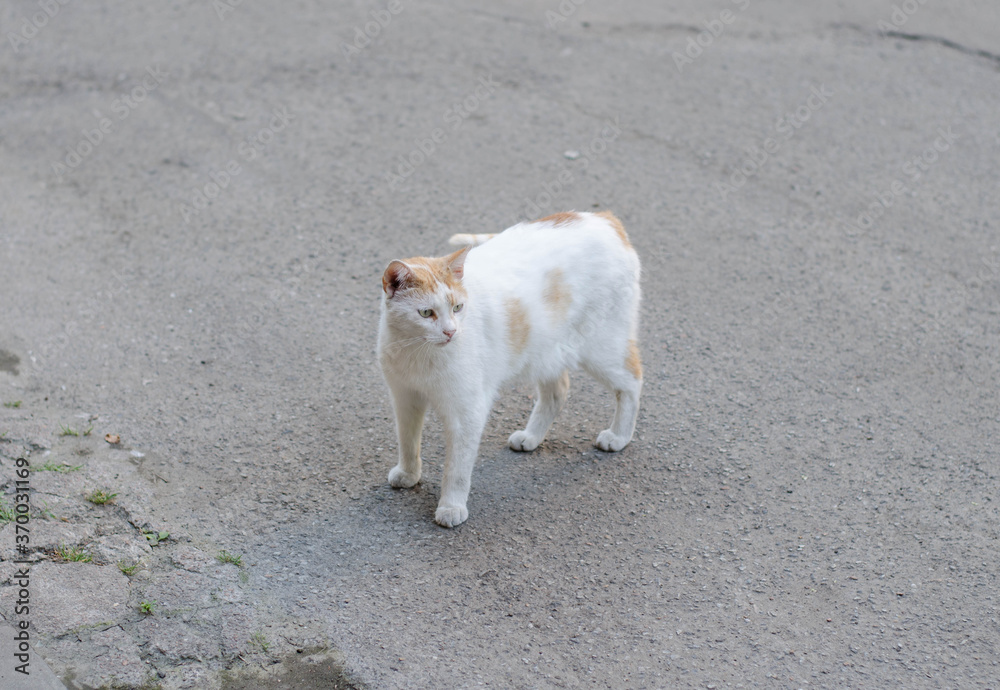 The street cat is walking. Yard cat. The street cat is walking. Yard cat.