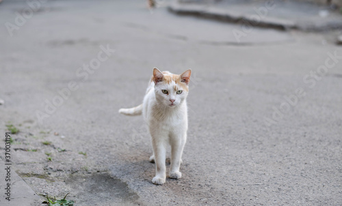 The street cat is walking. Yard cat.