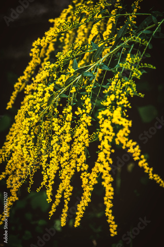 yellow flowers on a black