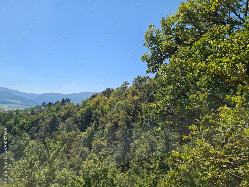 forest in the mountains