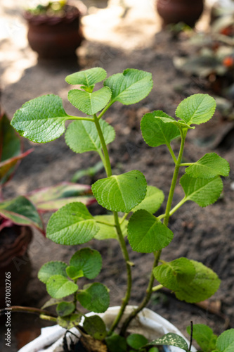 Fresh green leaves pattern of Indian borage, Country borage (Botanical name - Plectranthus amboinicus)