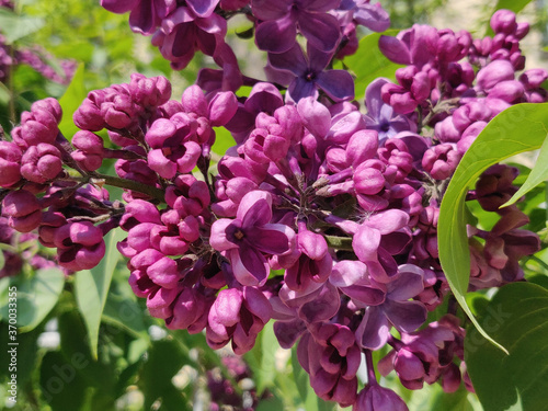 Lilac blossoms on the springtime in park