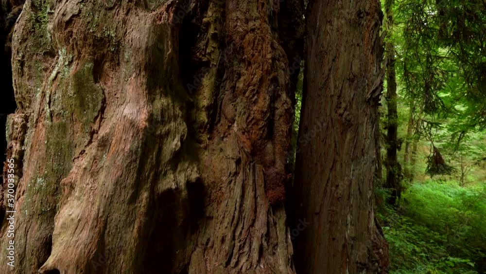 Cinematic tracking shot of giant Redwood in Northern California Cinematic tracking shot of giant Redwood in Northern California