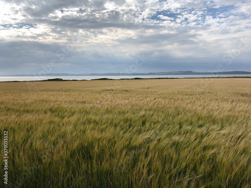 Field of grass in Ireland.