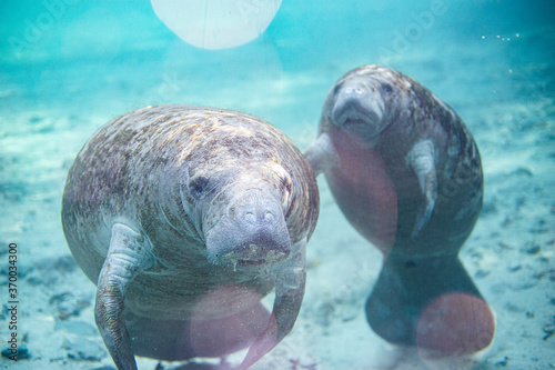 Photos Manatee family portrait in Florida Springs