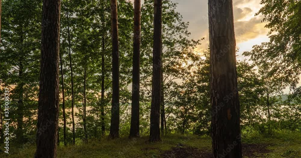 Green Forest. Pine Trees Fairy Forest. Trees pattern. Camera movement inside the forest. Wonderful green mountain forest in summer Green Forest. Pine Trees Fairy Forest. Trees pattern. Camera movement inside the forest. Wonderful green mountain forest in summer