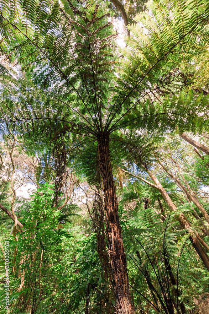 Giant Tree Fern in New Zealand Giant Tree Fern in New Zealand