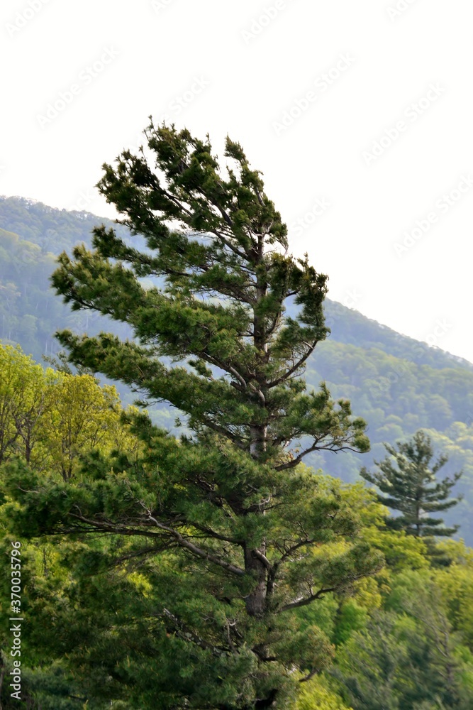 Pine tree swaying in the wind
