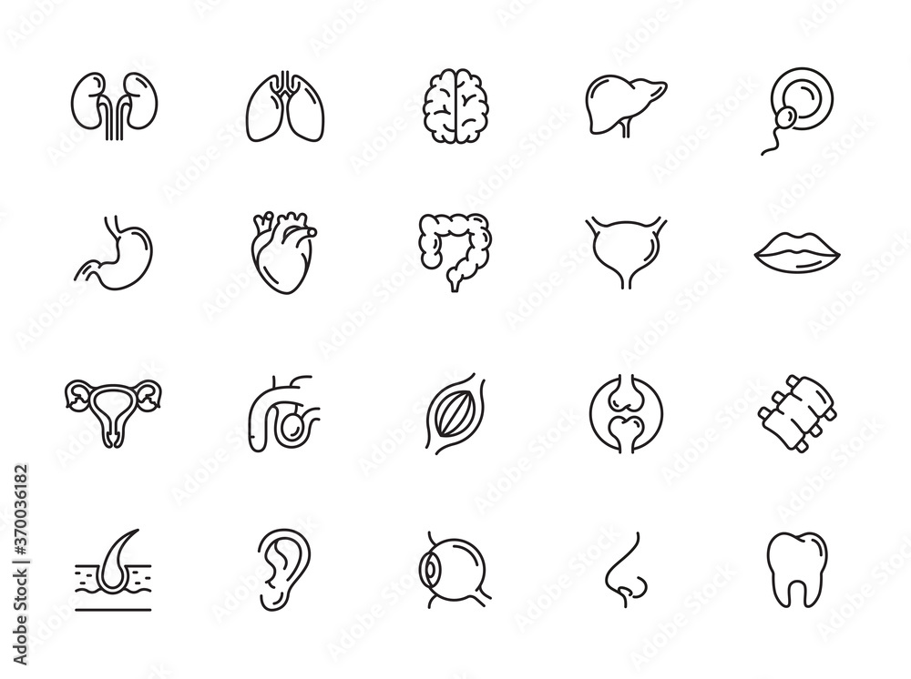 minimal organ line icon set minimal organ line icon set