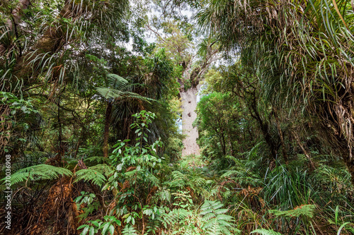 Tane Mahuta, the giant Kauri Tree in New Zealand