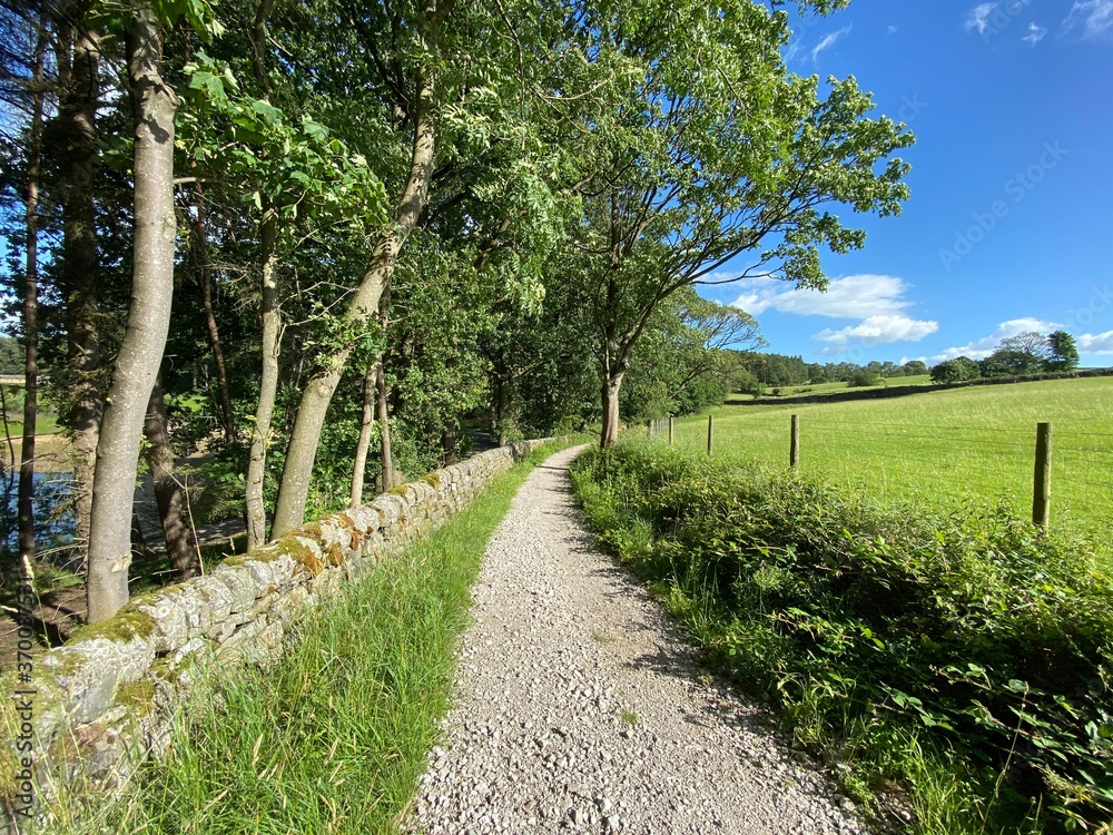 Gravel footpath, leading past a reservoir, with fields, dry stone walls, and old trees in, Fewston, Harrogate, UK