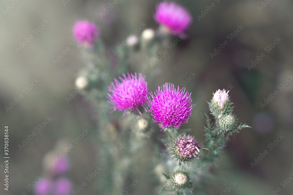 Purple beautiful blooming wildflowers on a beige background in a modern artistic treatment. Natural summer and autumn background. the concept of the beauty of wild nature. Purple beautiful blooming wildflowers on a beige background in a modern artistic treatment. Natural summer and autumn background. the concept of the beauty of wild nature.