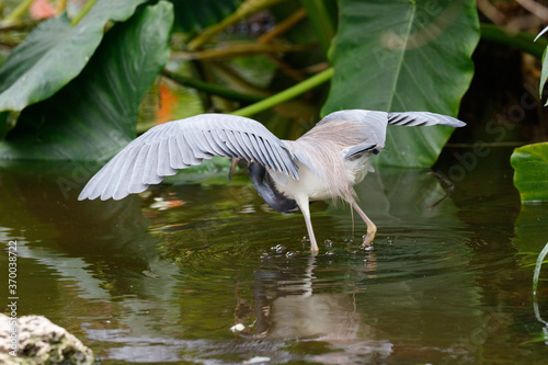 Tricolored Heron with wings spread, Florida, USA