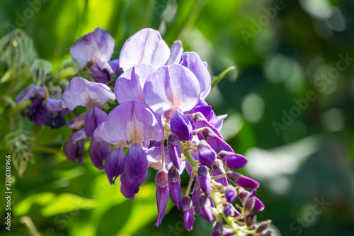 Flowering Purple Wisteria  Chinese or Japanese Wisteria in spring garden. Elegant nature concept for design. Close-up of lilac flowers.