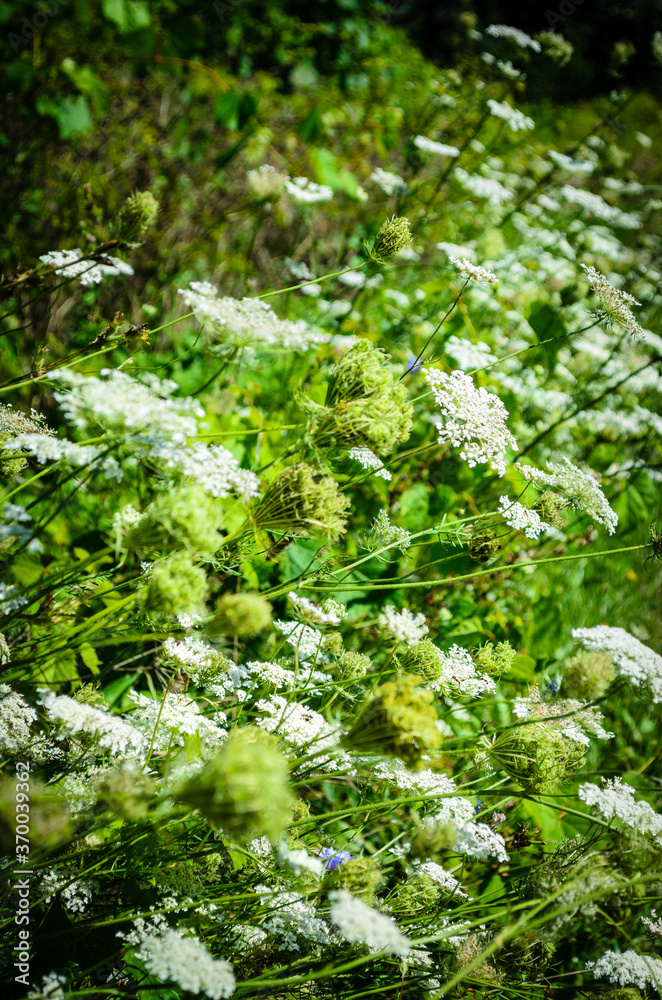 Row of Queen Anne's Lace wildfowers