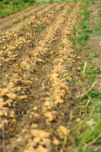 Harvesting potatoes on a farm at Lake Bolsena