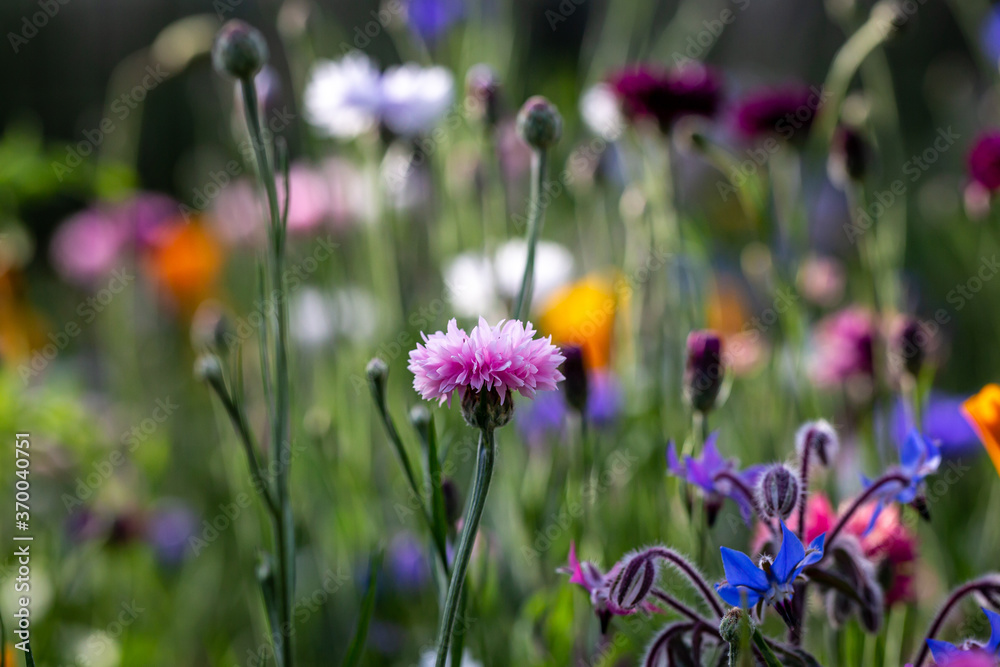 A Wildflower Meadow