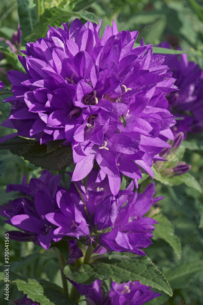 Clustered bellflower (Campanula glomerata). Called Dane's blood also Clustered bellflower (Campanula glomerata). Called Dane's blood also