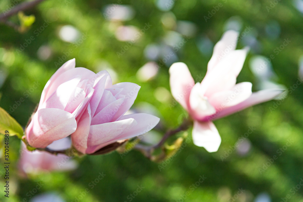 Fototapeta premium Spring garden: beautiful pink magnolia flowers in sunlight