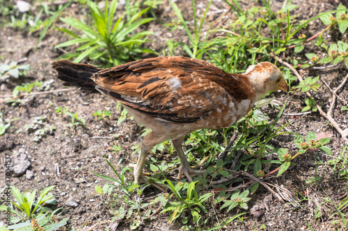 Immature chicken, Sint Maarten, Caribbean © Ian Kennedy