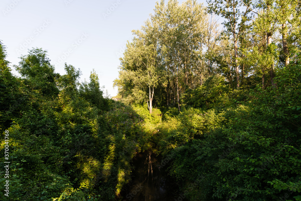 Fototapeta premium Wald am Weikerlsee
