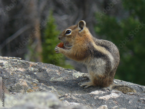 cute chipmunk eating nut in mountains