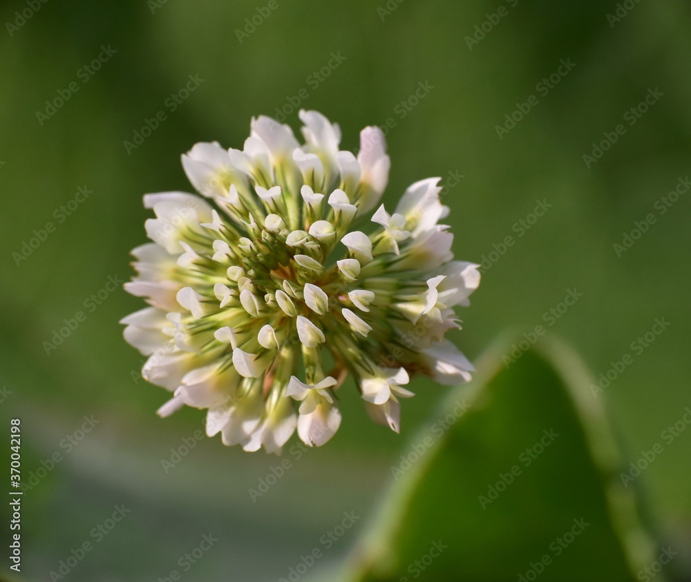 Trifolium repens with white flowering. Trifolium repens with white flowering.