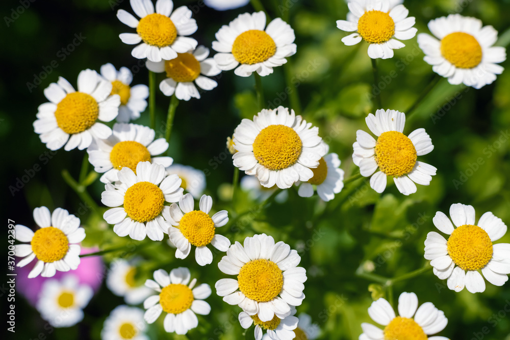 Fototapeta premium White flowers of Tanacetum parthenium in the garden.
