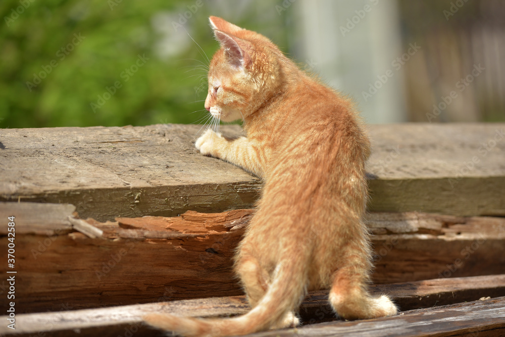little ginger kitten in summer outdoor in the garden little ginger kitten in summer outdoor in the garden