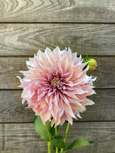 Light pink dahlia against wood