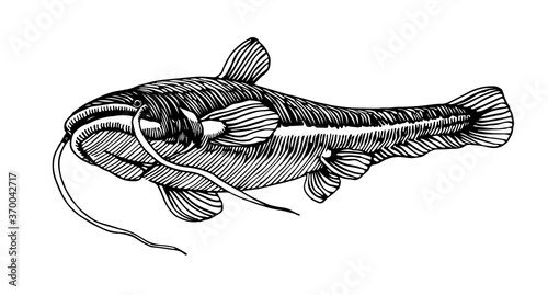 freshwater catfish, commercial river fish, delicious seafood, engraving, sketch, for logo or emblem, vector illustration with black ink lines isolated on a white background in a hand drawn style