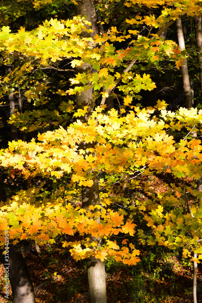 Obraz premium Yellow Leaves