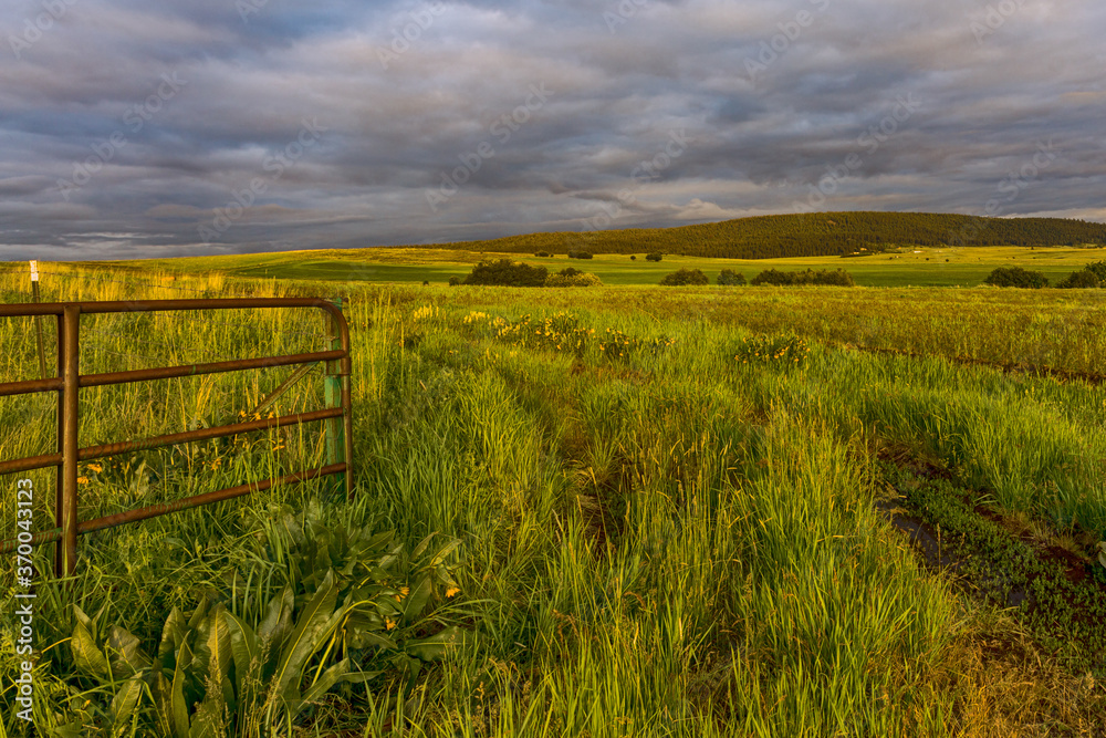 Fototapeta premium Gate to the blooming meadow in rural area in sunset 