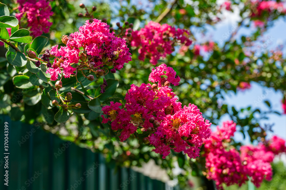 Lagerstroemia indica in blossom. Beautiful pink flowers on Сrape myrtle tree on blurred green background. Selective focus. Lyric motif for design. Lagerstroemia indica in blossom. Beautiful pink flowers on Сrape myrtle tree on blurred green background. Selective focus. Lyric motif for design.