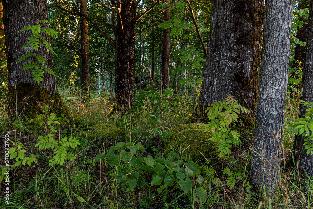 old, gloomy trees and stones covered with lichens and moss, in the old forest, on a summer day, towards the evening, at sunset old, gloomy trees and stones covered with lichens and moss, in the old forest, on a summer day, towards the evening, at sunset