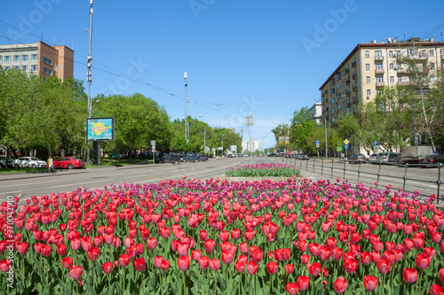 Canvas Print Tulips on Abelmanovskaya street in the spring, Tagansky district, Moscow street