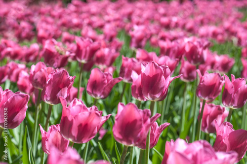 Field of pink tulips