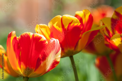 Red-yellow tulips in the garden