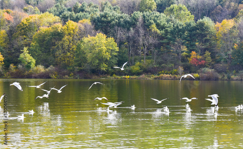 Autumn Landscape with Seagulls