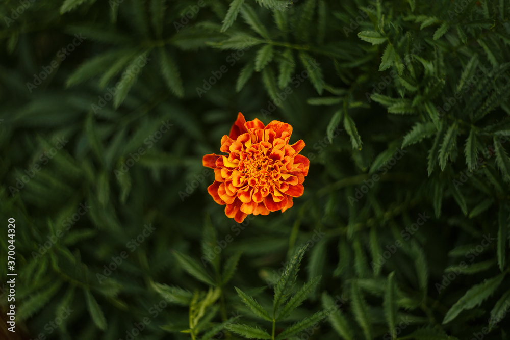 marigold single flower on green background