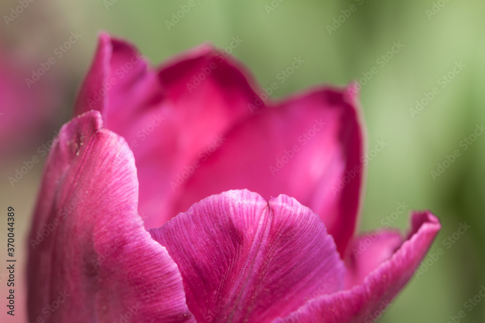 Purple tulip macro