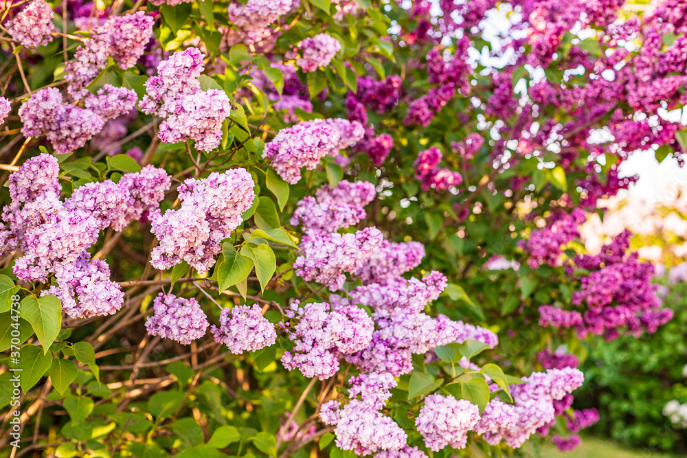 Blossoming lilac bush, in spring garden, selected focus
