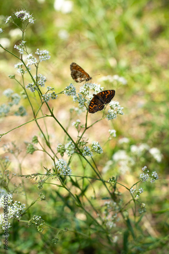 Two butterflies on a plant with small white flowers on a green background.