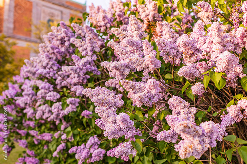 Blossoming lilac bush  in spring garden  selected focus