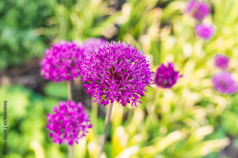 Close up of a purple allium flower, blurred background Close up of a purple allium flower, blurred background