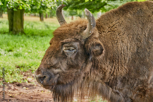 Portrait of a female bison on a background of green grass. Close-up