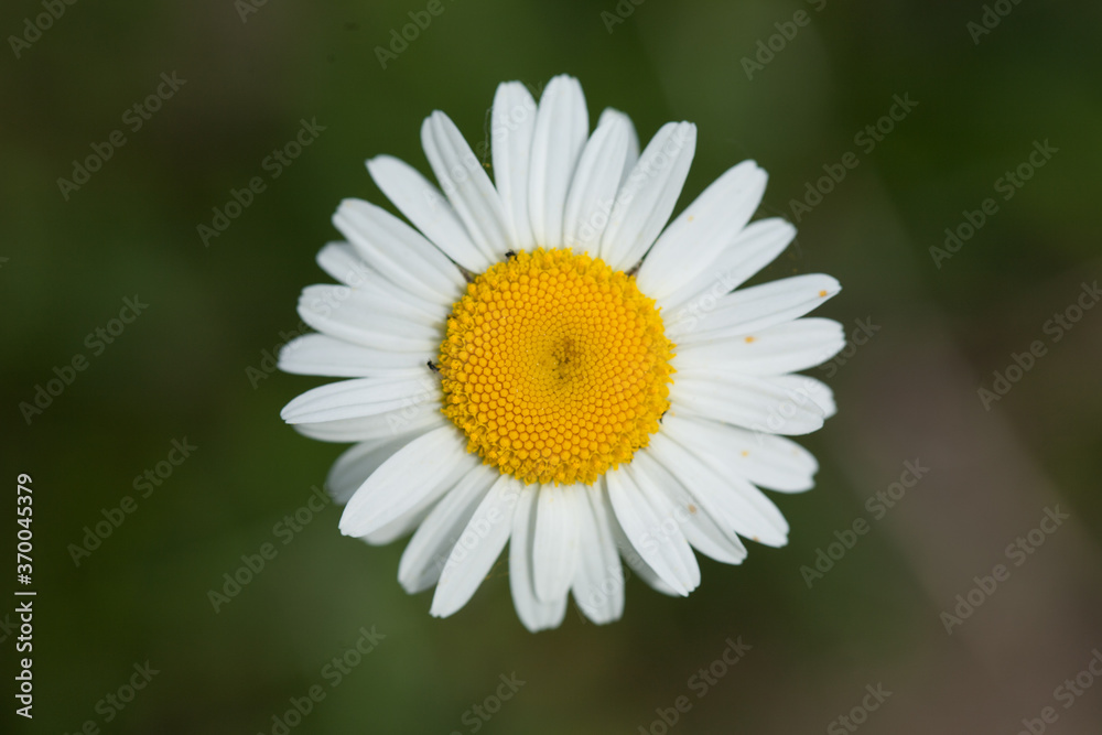 A closeup shot of a beautiful daisy under the sunlight A closeup shot of a beautiful daisy under the sunlight